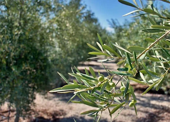 El Vinche Guía de Isora