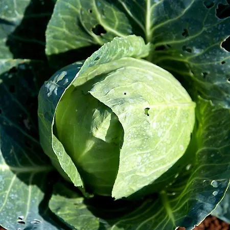 El Vinche Appartement