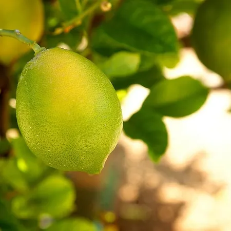 El Vinche Appartement *