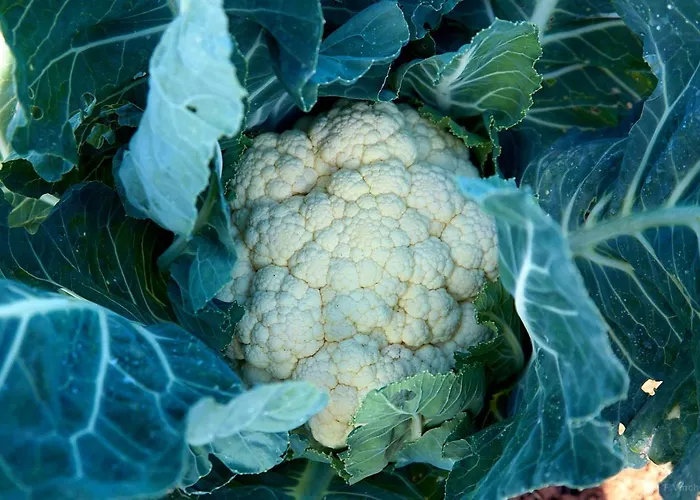 El Vinche * Гиа-де-Исора