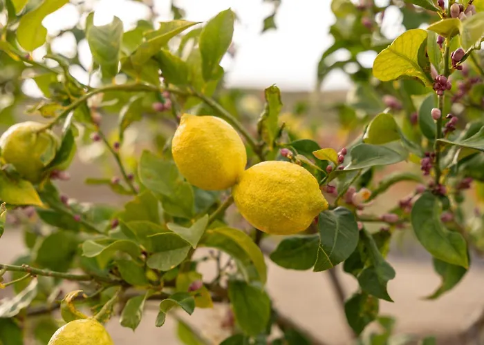 Апартаменты El Vinche *